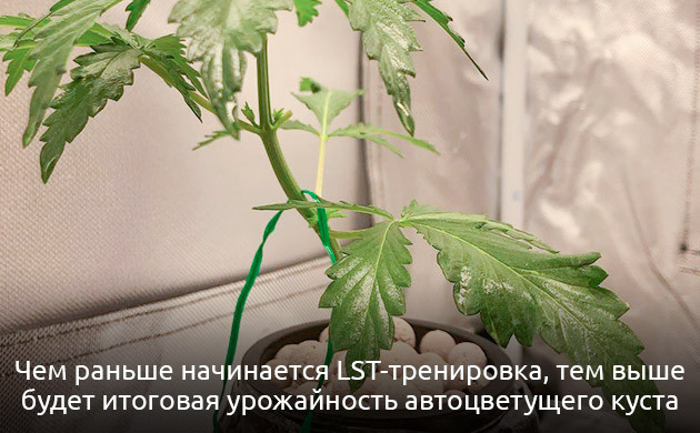 Когда следует проводить LST для автоцветов Метод LST для автоцветов