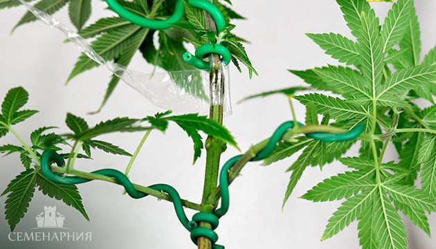 Метод тренировки марихуаны направленный на повышение урожайности и как ее проводить Тренировка конопли методом LST