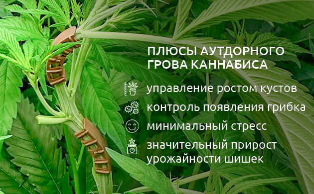 Зачем проводить тренировки марихуаны Для чего нужна тренировка конопли